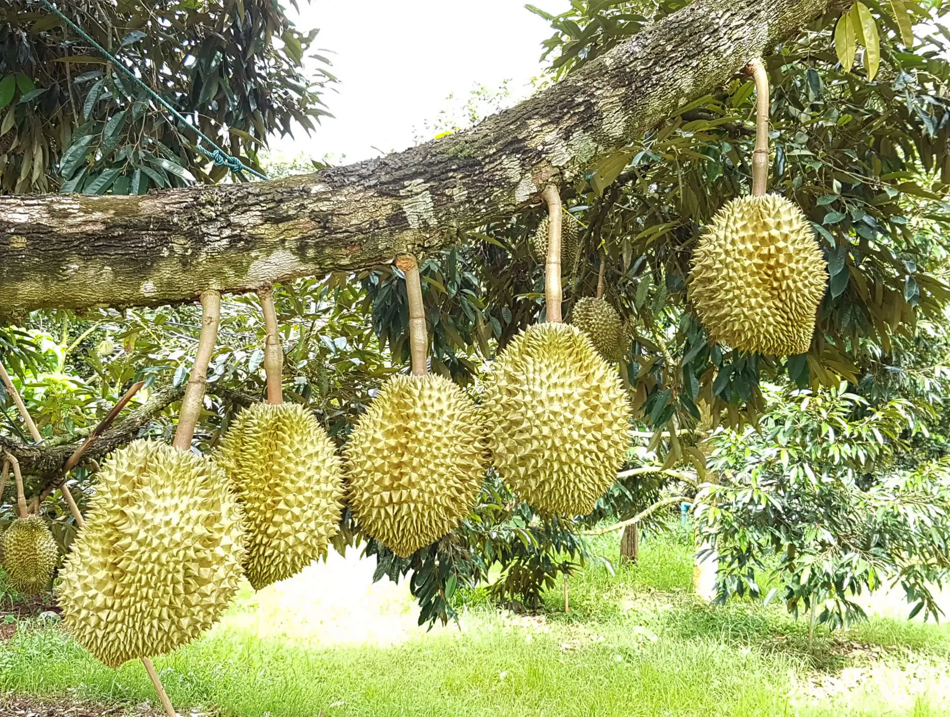 The Best Grade Durian From Thailand.