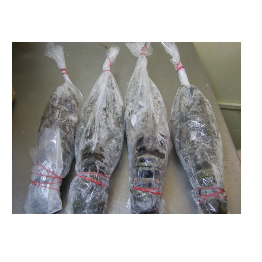 Fresh cheapest Live Canadian Lobsters / Frozen Lobster Tails