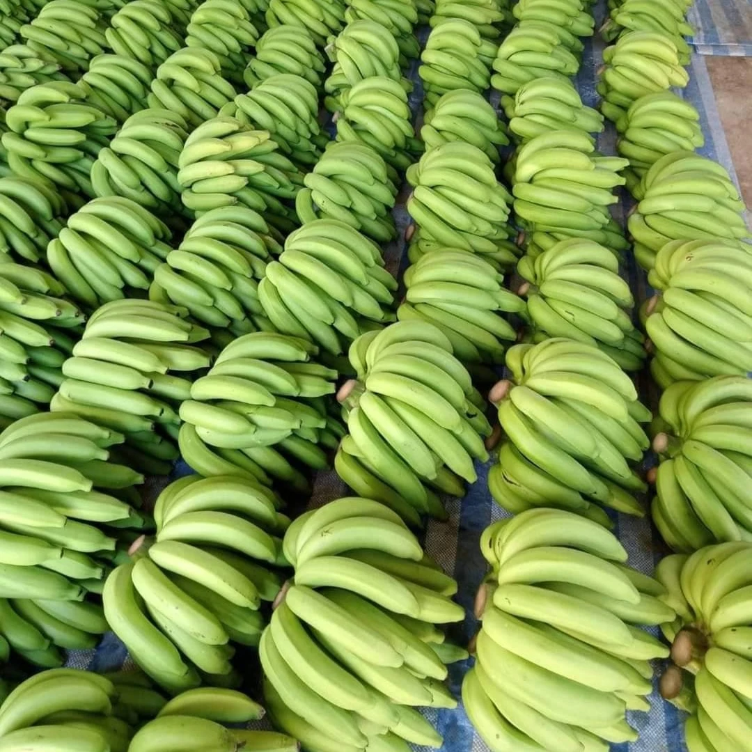 High Quality Tasty Sweet Bananas Delicious Banana Premium Type Natural 100 % Fresh From Thailand Farm