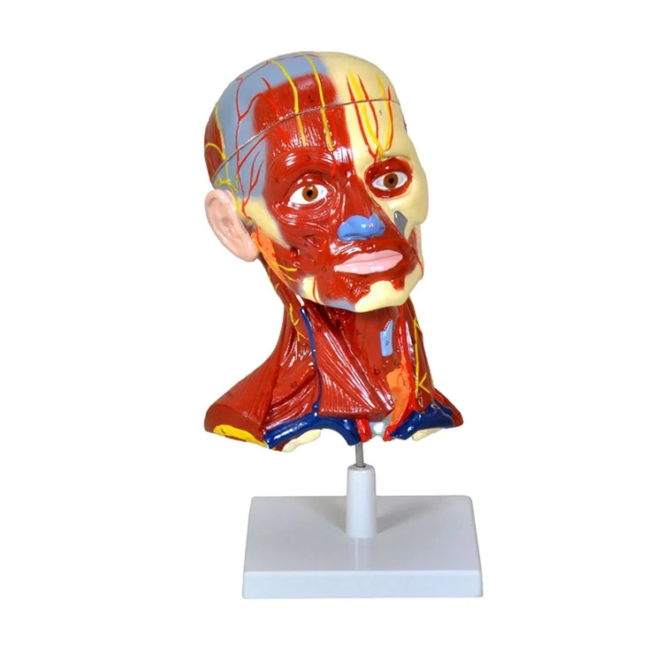 Medical Science Anatomical Models for Students Human Ear Heart Brain Lungs Digestive Respiratory Nervous Head Circulatory Model