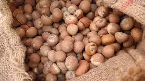 Top Quality Betel Nut Wholesale Dried Betel Nut Betel Nut Packing Bag Best Price For Exported