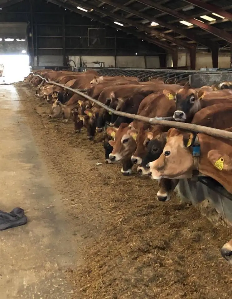 HOLSTEIN HEIFERS COWS. AND OTHER ANIMAL PRODUCTS FOR SALE