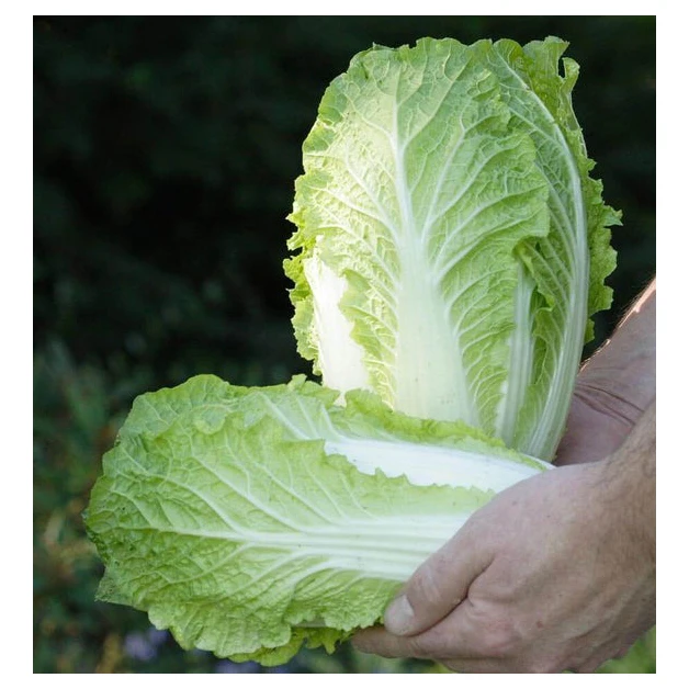 New Crop Natural Organic Vegetables Fresh Chinese Celery Cabbage