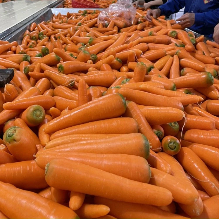 Высококачественный Свежий Оранжевый цвет моркови из Вьетнама, Лучшая цена для свежих импортеров овощей