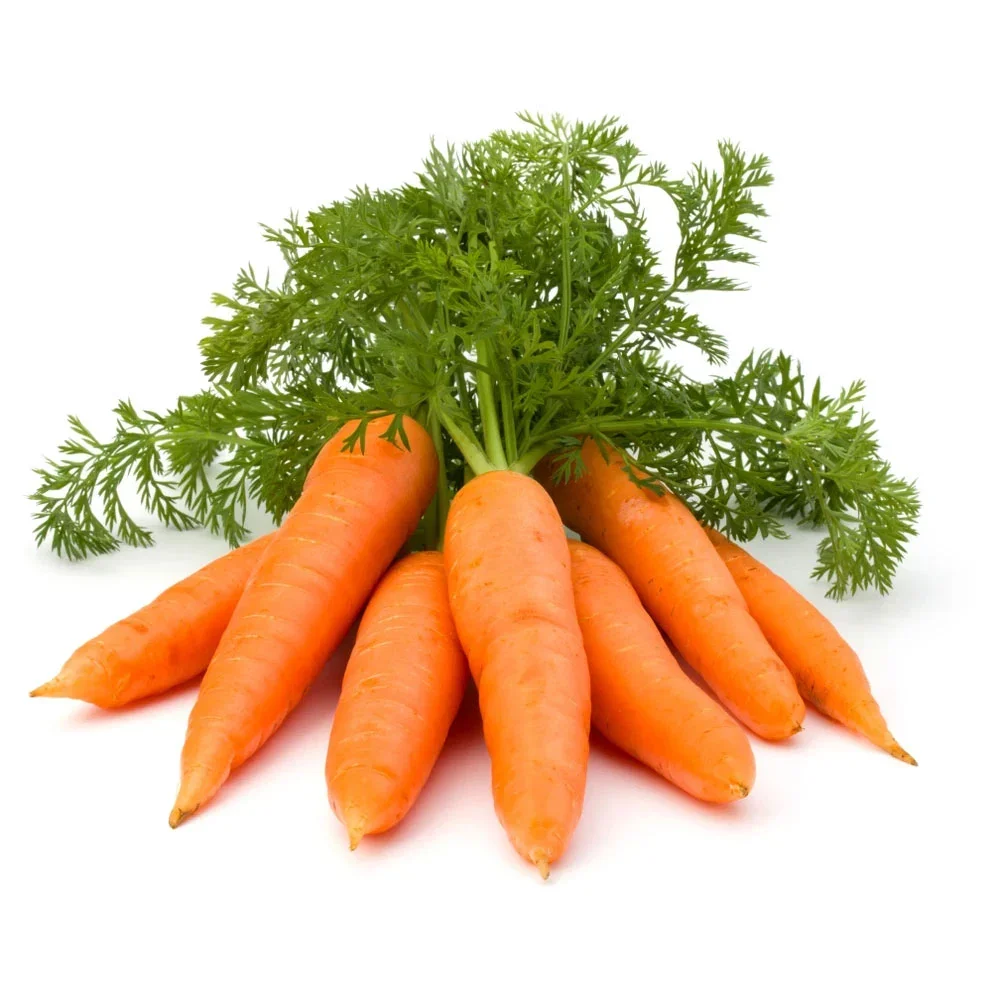 Preferential price of Vietnam new crop of fresh organic vegetables orange carrot fresh carrot