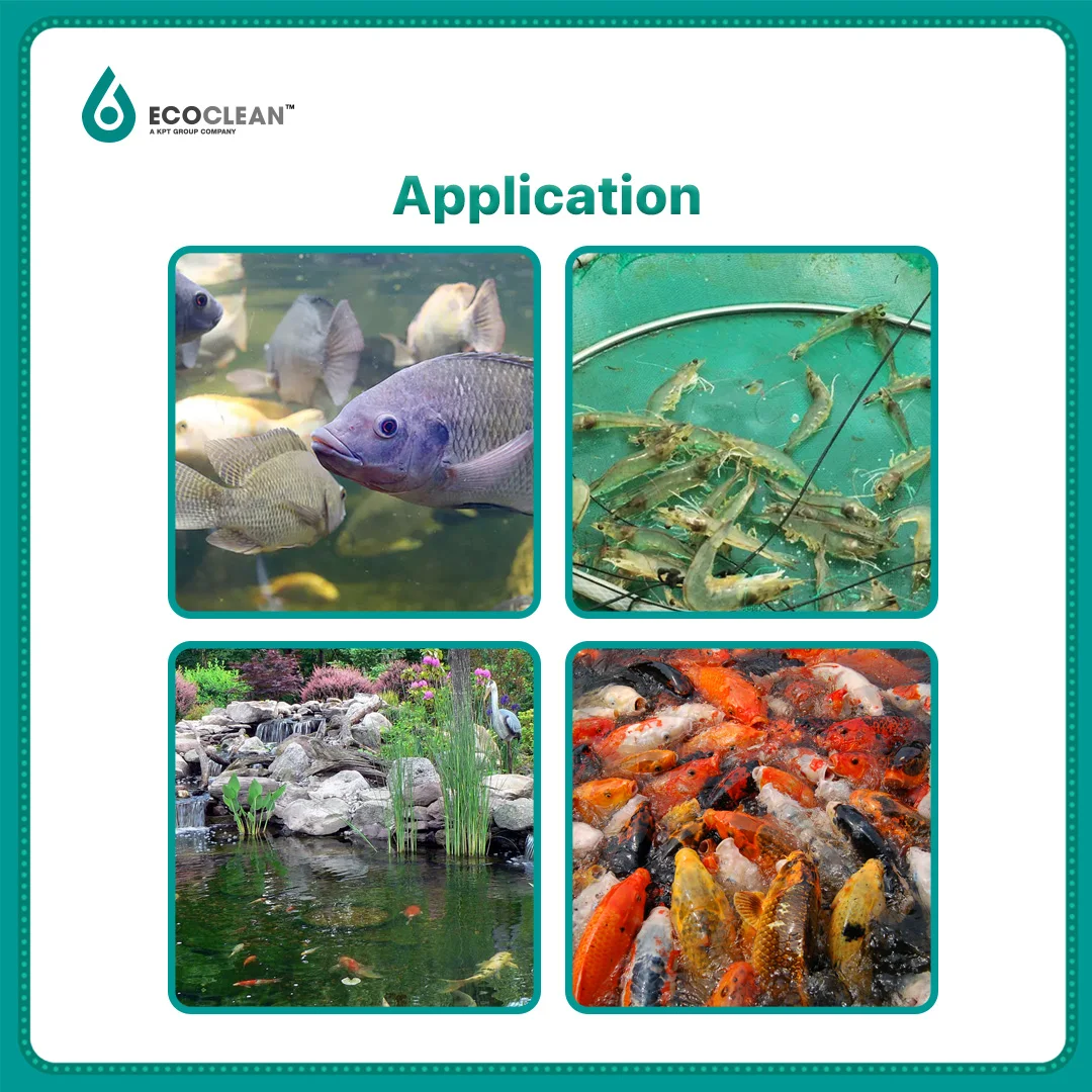 Wholesale Pond Aquarium Treatment Probiotics Algae Treatment Reduce BOD TSS For Ponds Shrimp and Koi Pond Park Lake Filter