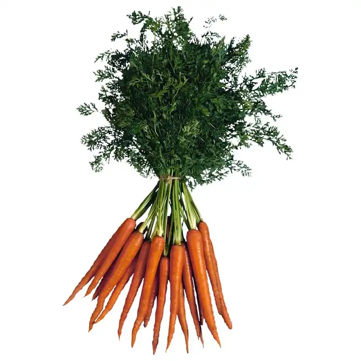 Wholesale price smooth skin fresh red carrot top quality fresh carrot seller Thailand fresh vegetable export