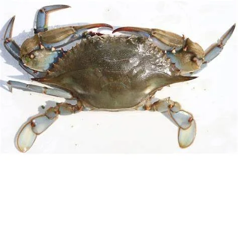 For Sale Live Mud Crabs Blue Frozen KOSHER Golden Crab Meat Shelf Origin Type Life Variety Product