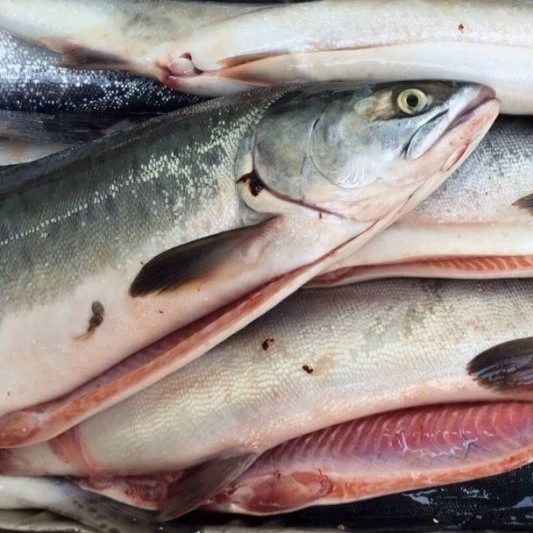 Wholesale Frozen Salmon Fish/Pacific Salmon