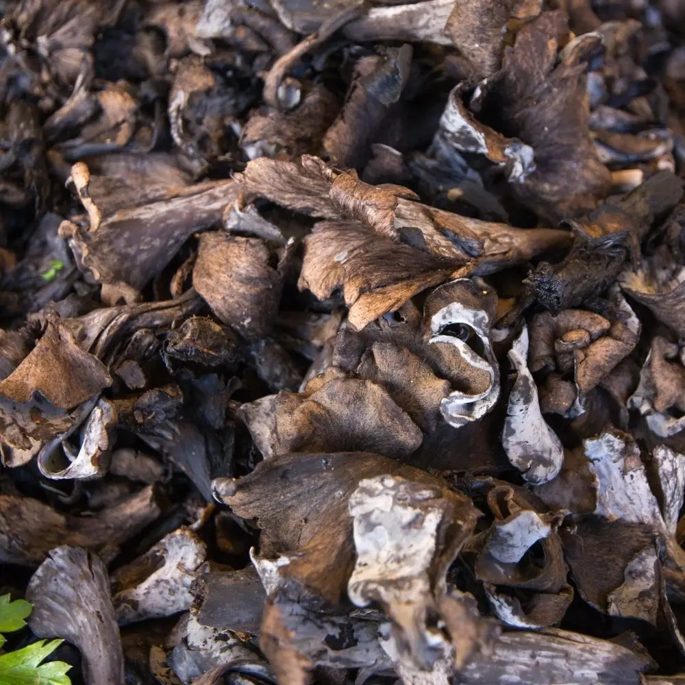 Turkish Wild Black Trumpet Black Chanterelles Turkish Wild Trumpet Mushroom Turkish Edible Gourmet Wild Mushroom High Quality