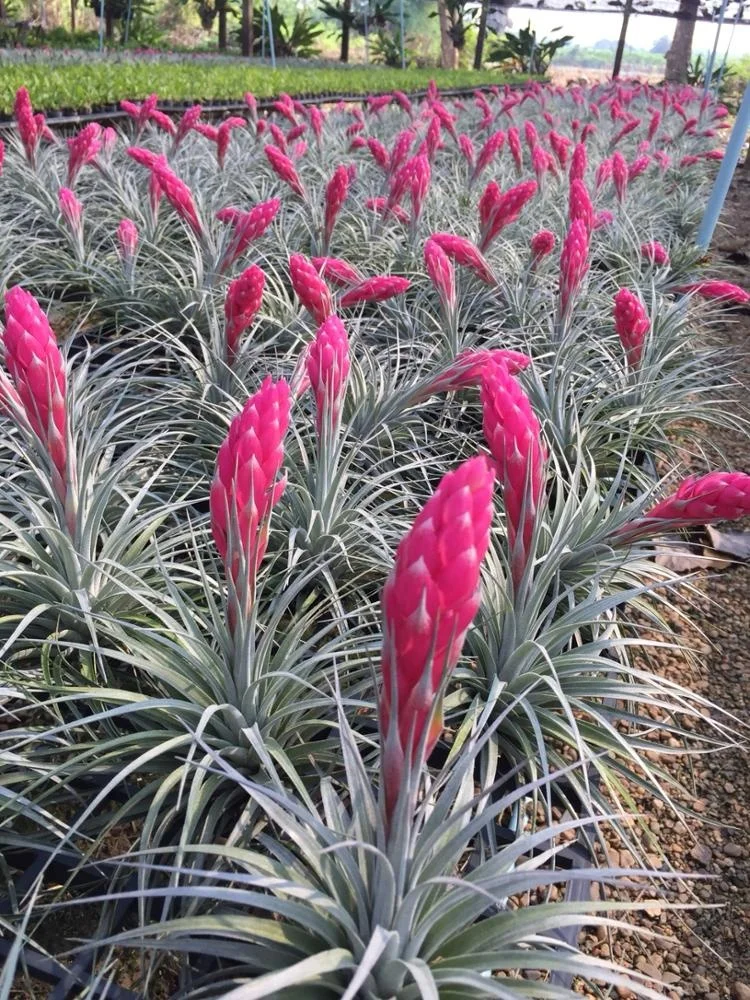 Air plant Tillandsia lonantha Bulbosa Medusa  Funckiana