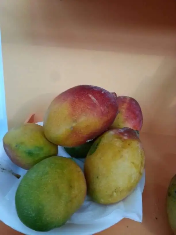 NEW HARVESTED EGYPTIAN MANGO FOR QUICK EXPORT