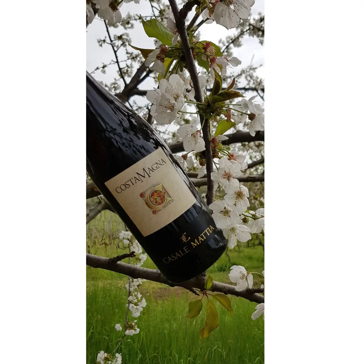 100% итальянский MERLOT IGT LAZIO красное вино с фиолетовыми оттенками
