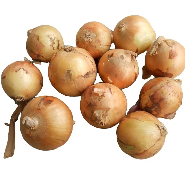 France fresh red onion yellow onion 2022 crop new arrival