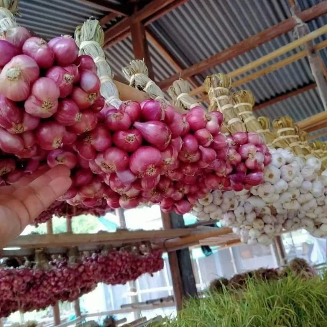 RED ONION VEGETABLES FROM VIETNAM Red Crop Time Newest High Quality Top Selling 2023 Ms Heidi +84 961066080