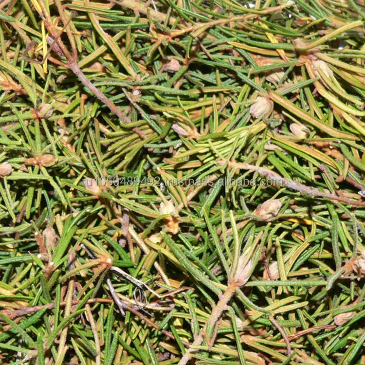 Marsh Labrador herb very beneficial for health high quality from manufacturer herbs for sale