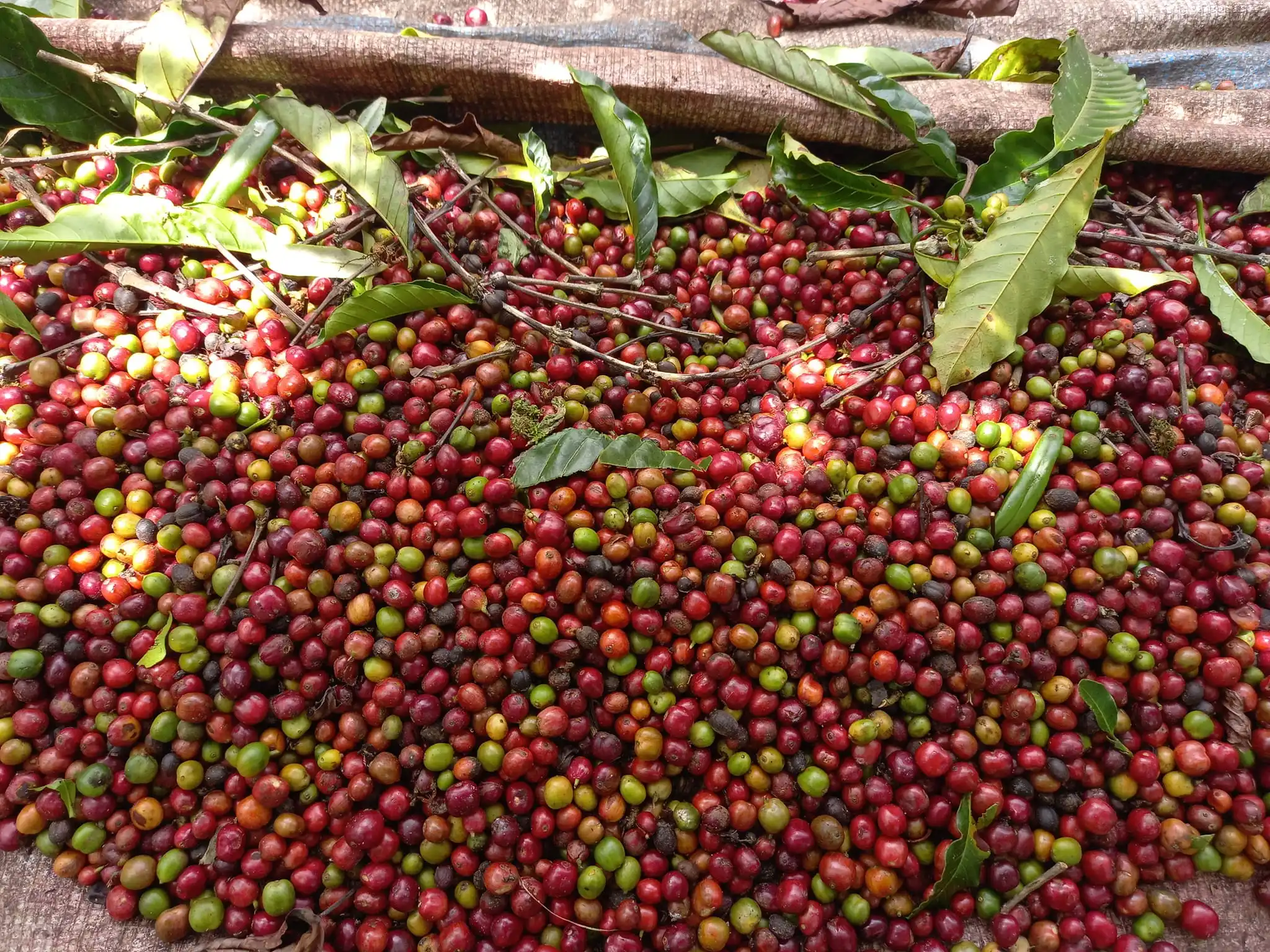 ARABICA/ ROBUSTA COFFEE HIGH STANDARD NEW CROP FOR SALE WITH BEST PRICE