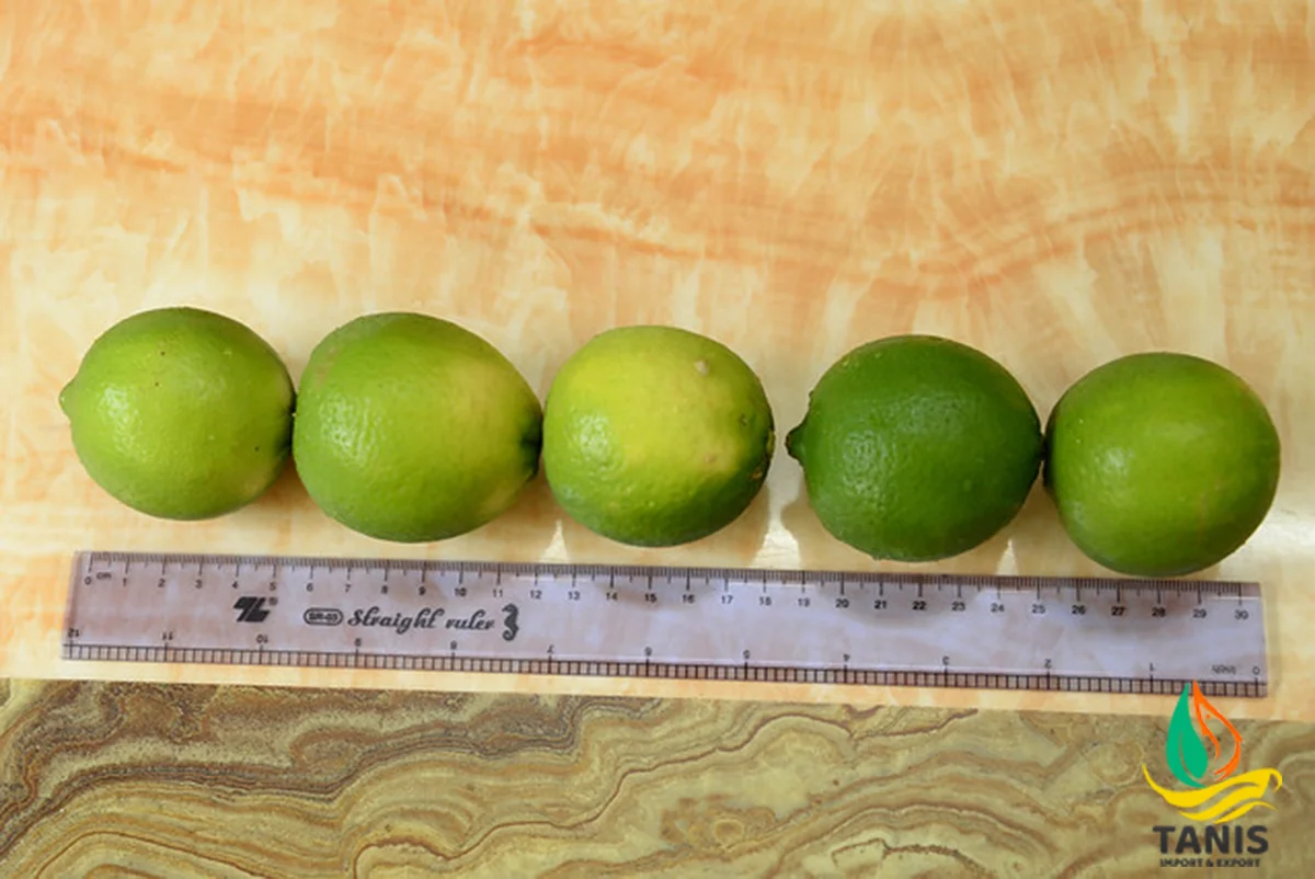 Fresh Persian Lime Premium quality Lemon packing in 6kg bag size 5-6 cm