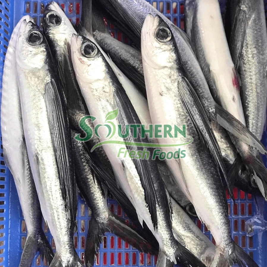 Wild Caught SFF Usage style IQF package custom support price reasonable sea food Frozen Flying Fish WR Sea Fish from Vietnam