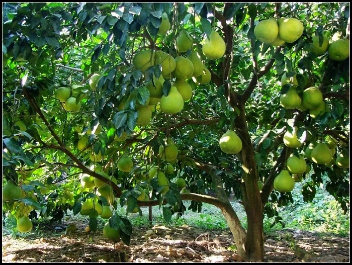 Nam Roi Pomelo, не 100% химикатов, для рынков Азии | Премиум-экспорт во Вьетнаме