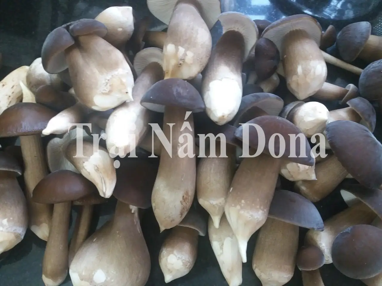 Культивируемый киновозный грибок термитов (Termitomyces albuminosus) цельный сушеный гриб источник сырого корма для фермерского использования низкая цена