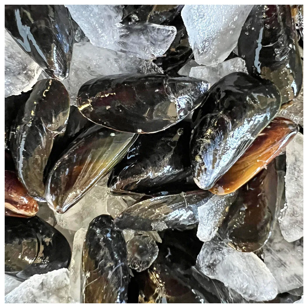 Seafood Importers Mussels In Shellfish Import Export Frozen Seafood High Quality Frozen Half Shell Mussel