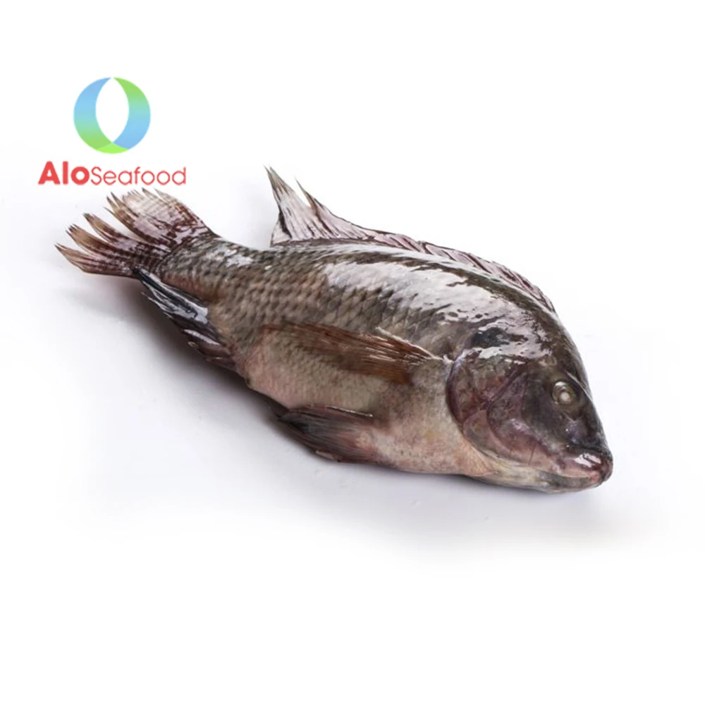 Wholesale Price Vietnam Tilapia Fish Delicious Fresh Frozen Black Tilapia