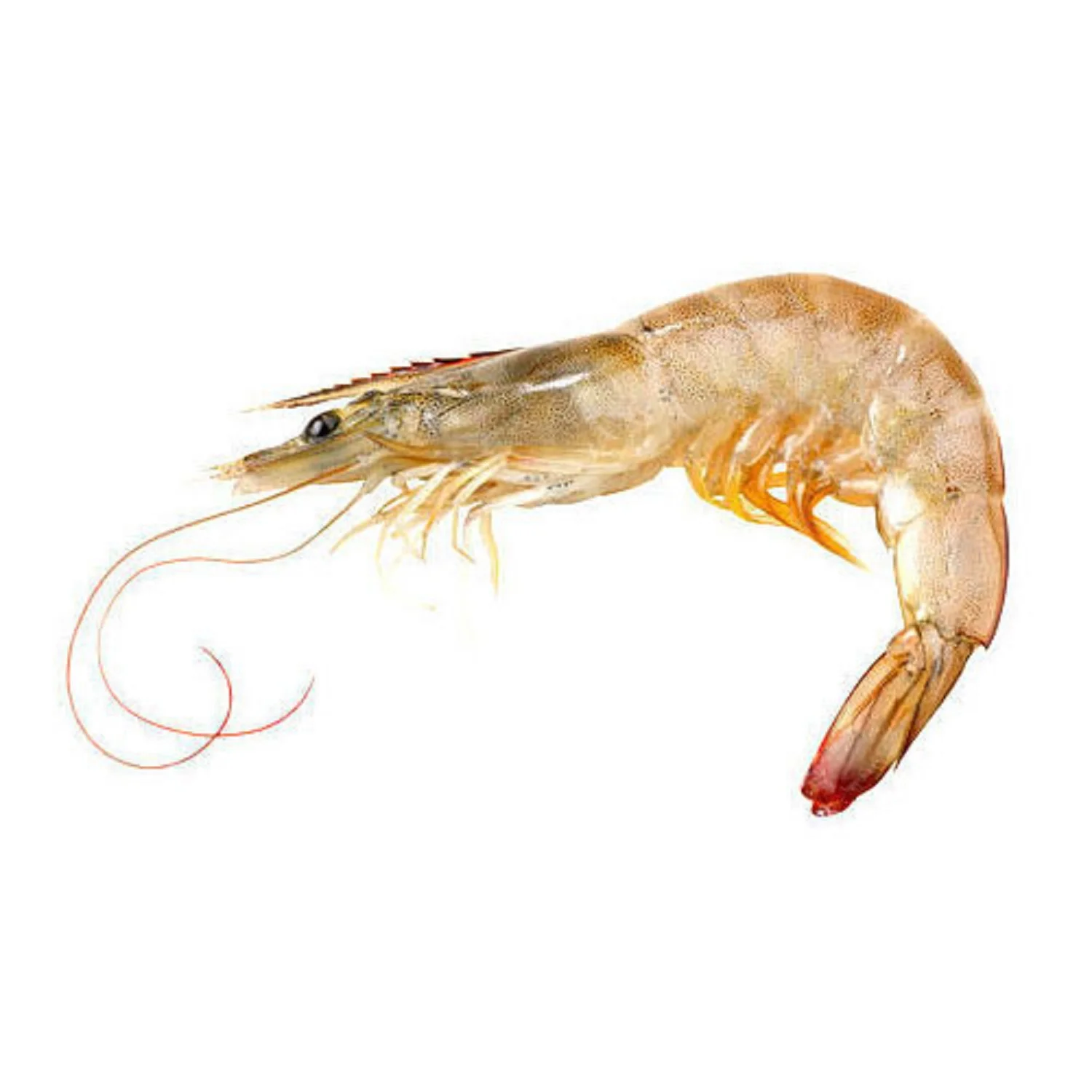 Quality Fresh Cheapest Price Seafood Supplier Bulk Frozen Red Shrimps With Fast Delivery