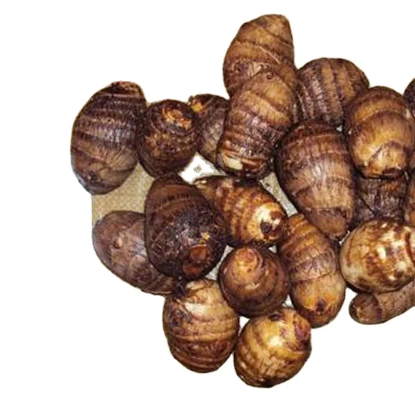 Competitive Price  Quality Best Selling Latest Store Top Grade Organic Natural Taro Root from Indian Exporter from Brazil