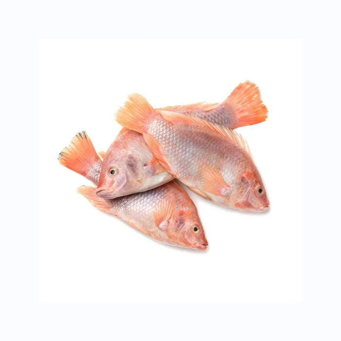 Top quality Good price Frozen red tilapia for export in bulk
