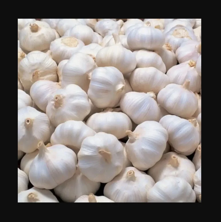 Fresh pure white garlic in  Wholesale price