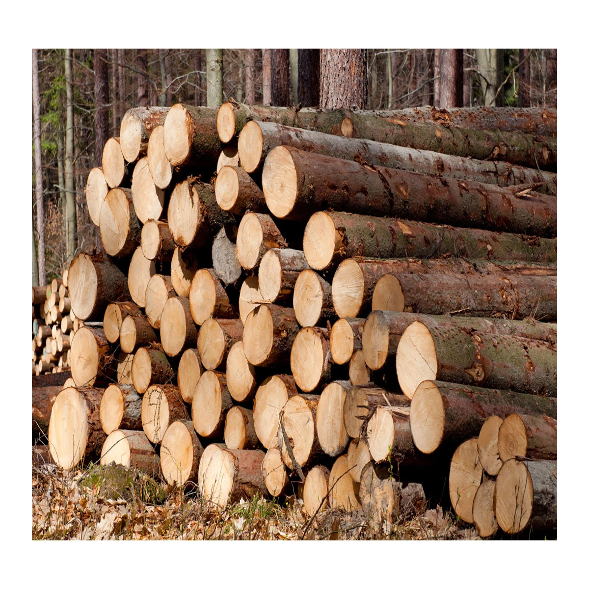 Круглые деревянные бревна от производителя, продажа деревянных бревен хорошего качества по доступной цене, доступная для продажи