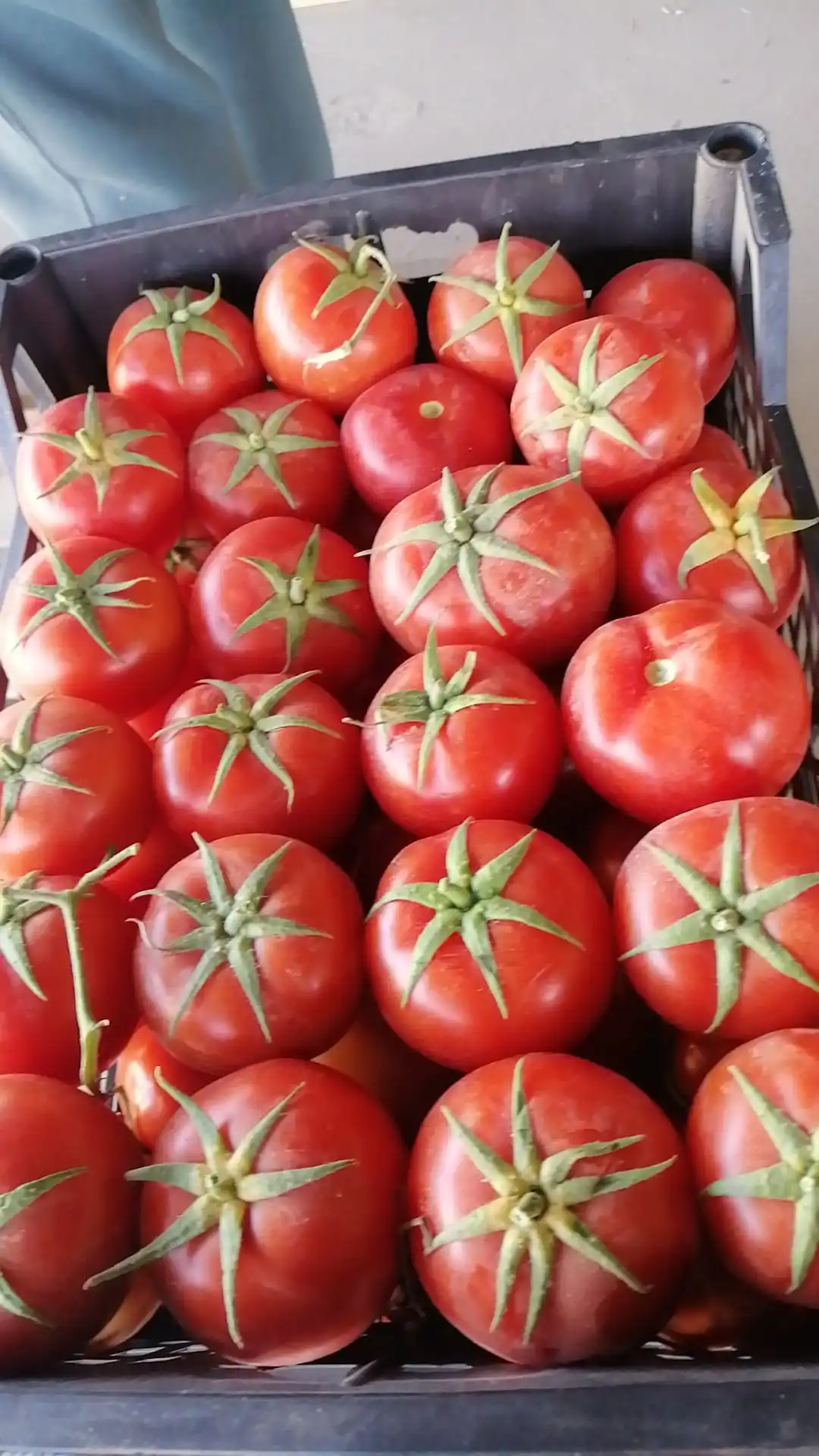 Fresh tomatoes