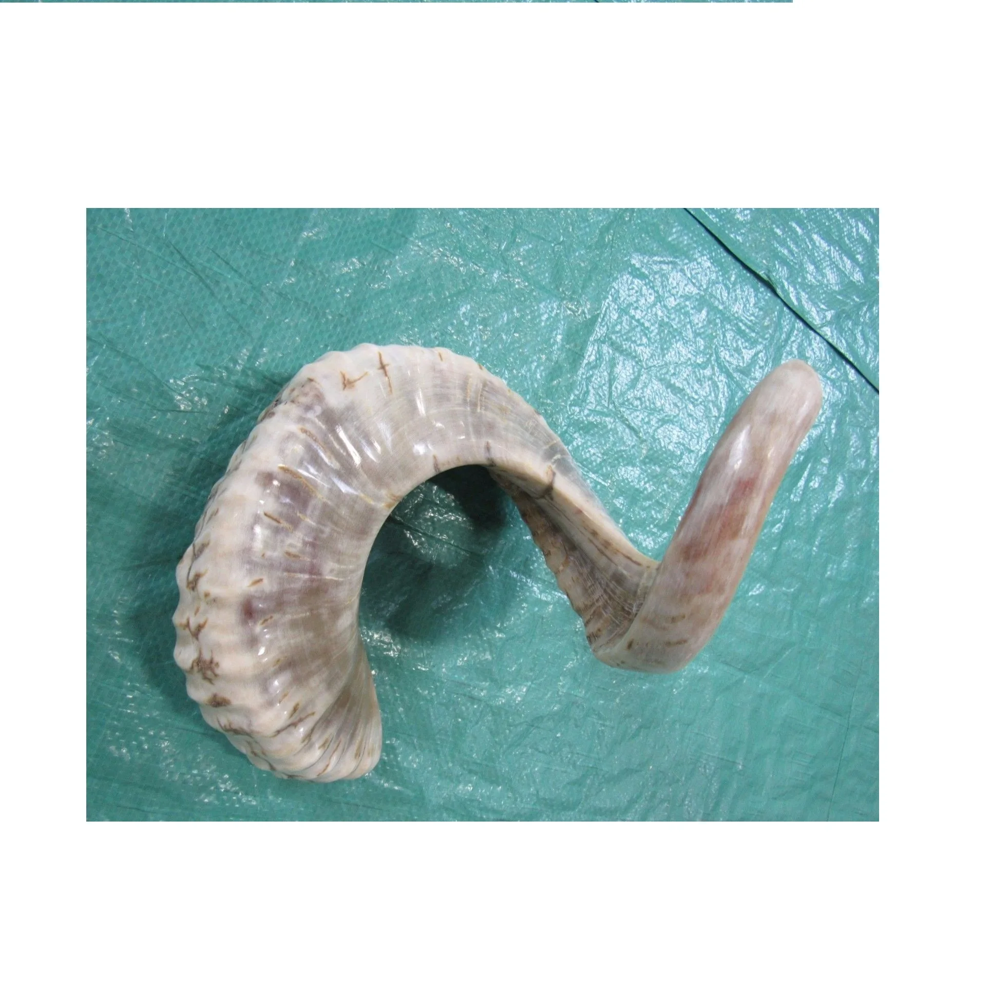 Classic Sheep Holder Shofar and Goat Horn Polished Lamb Customized Size Ram Horn Shofar Exciting Best Selling