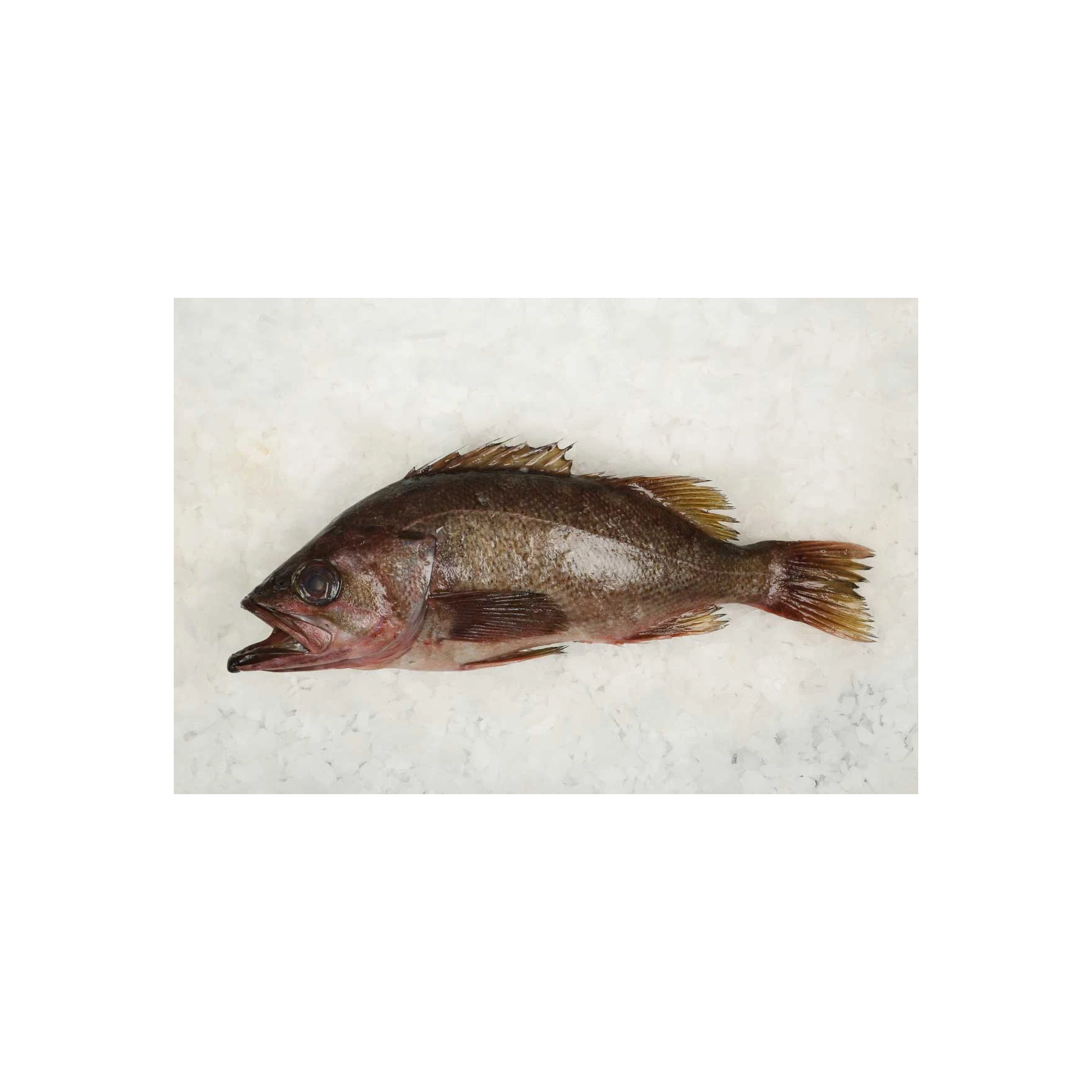 Hot Selling Price Fresh ROCK FISH MEBARU NITSUKE Seafood Fish in Bulk