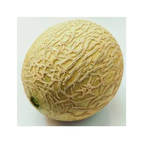 Best Quality Spanspek Single Fresh Melons Fruit Fresh Stock Bulk Wholesale Exports