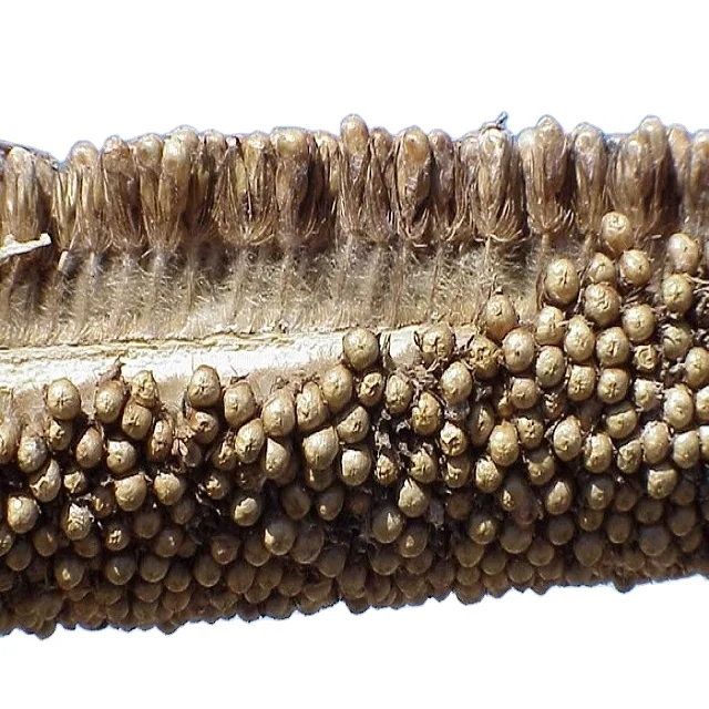 Good Quality Green Millet Available from India