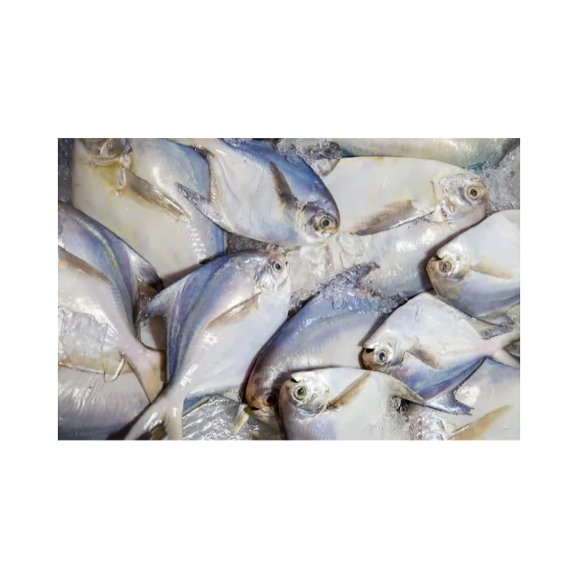 Frozen Pomfret Fish from Indonesia at Good Prices
