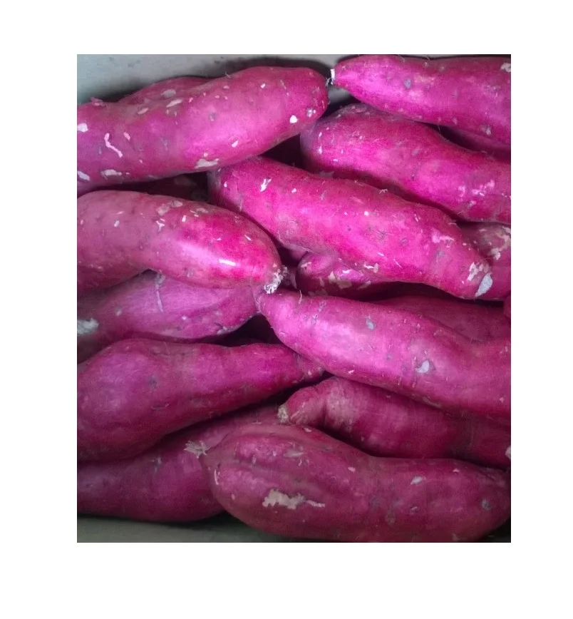 Most Searched Cleaned Organic Natural Fresh Sweet Potato