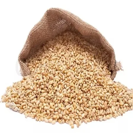 Wholesale Natural Pure  Dried Wheat Grain High Quality soft & hard  Wheat Grains from Ukraine bulk Wheat Grain