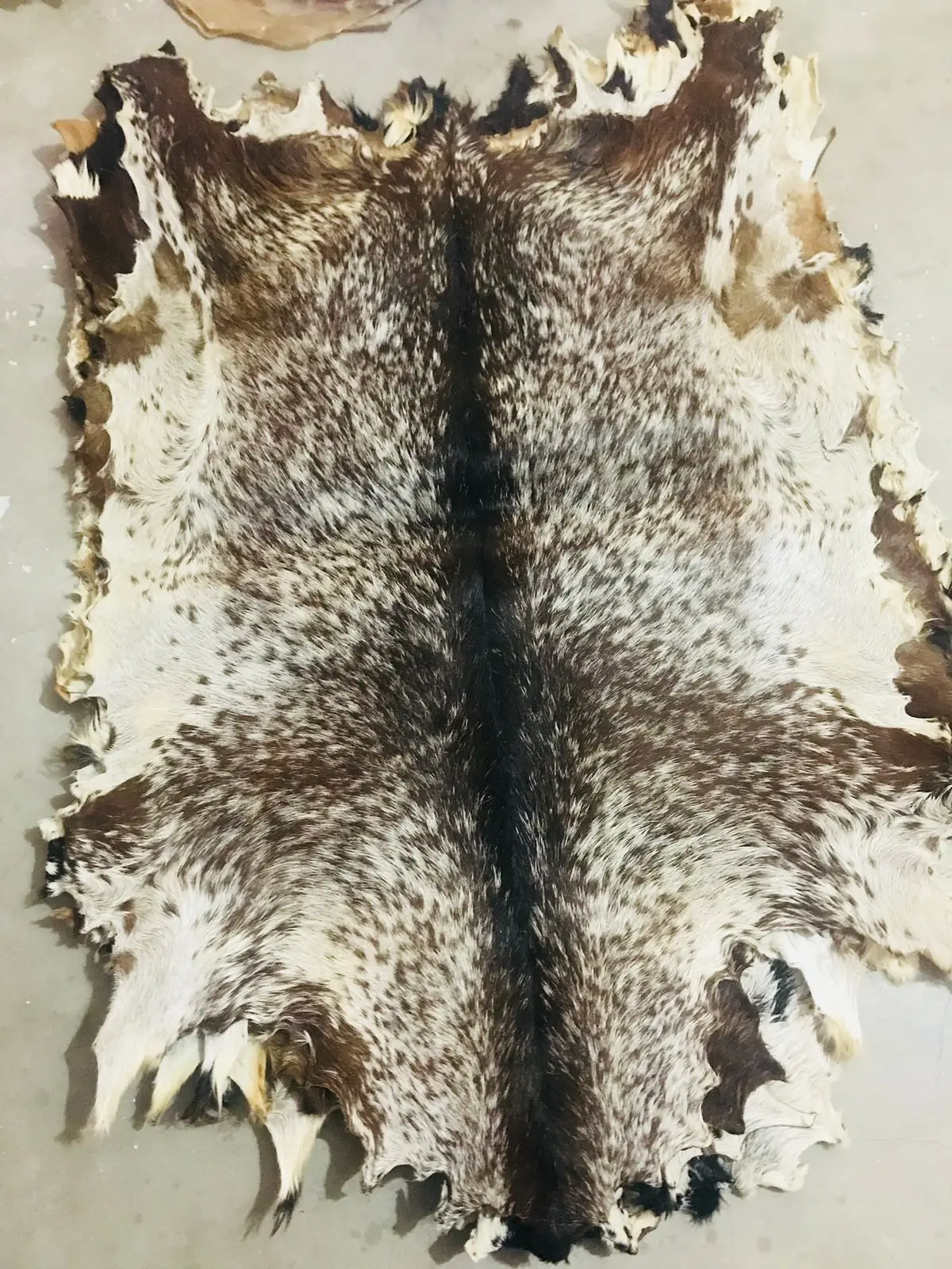 Vellum Head Full Goat skin with Hair