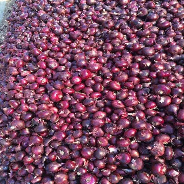 Red White and Yellow Onion Best Quality for sale healthy food great quality fresh onion in Egypt from #Bloom for Trade#