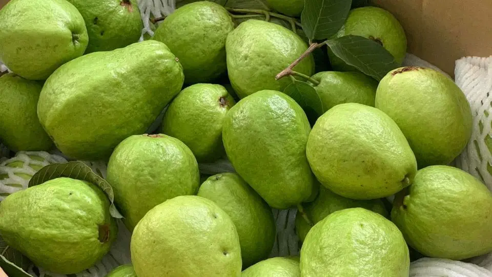 RED GUAVA WITH GOOD QUALITY TO EXPORT - WHATSAPP: +84 358211696 Ms. Iris