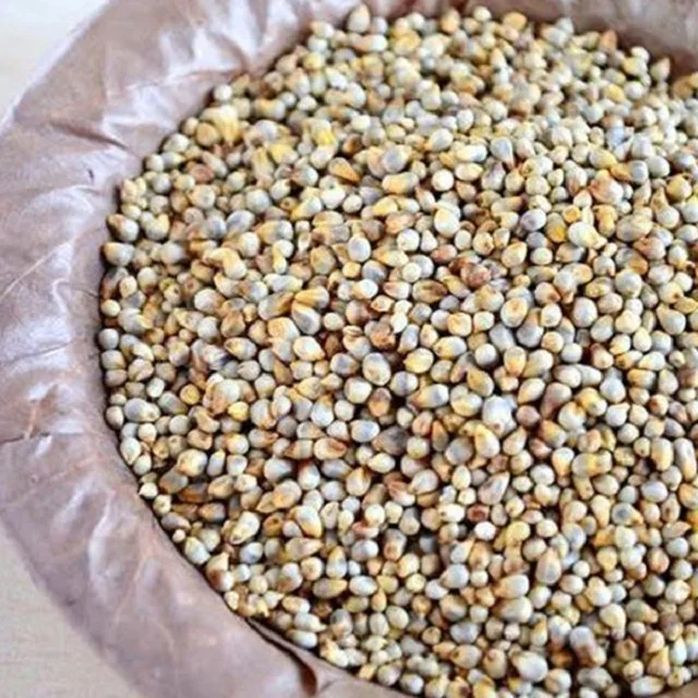 Green Millet Bajra Animal Feed Best Quality Feed For Export
