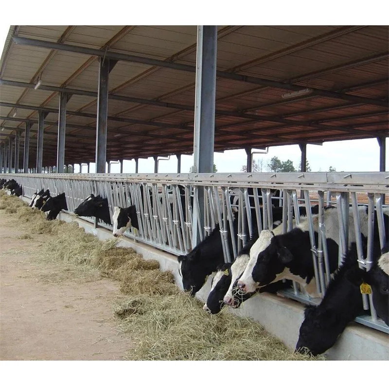 Prefabricated Steel Structure Daily Cow Shed Construction