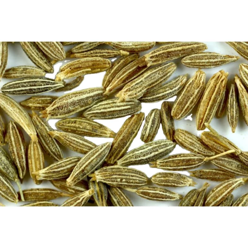 100% Natural Dried Cumin Spice Indian Suppliers from India MN global impex India