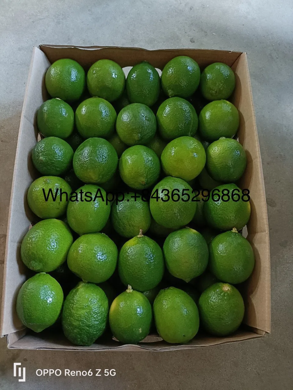 Lemons Fresh for sale/ Fresh Green Seedless Lime Vietnam/ Wholesale GREEN LEMON in Hoang Kim Viet Nam