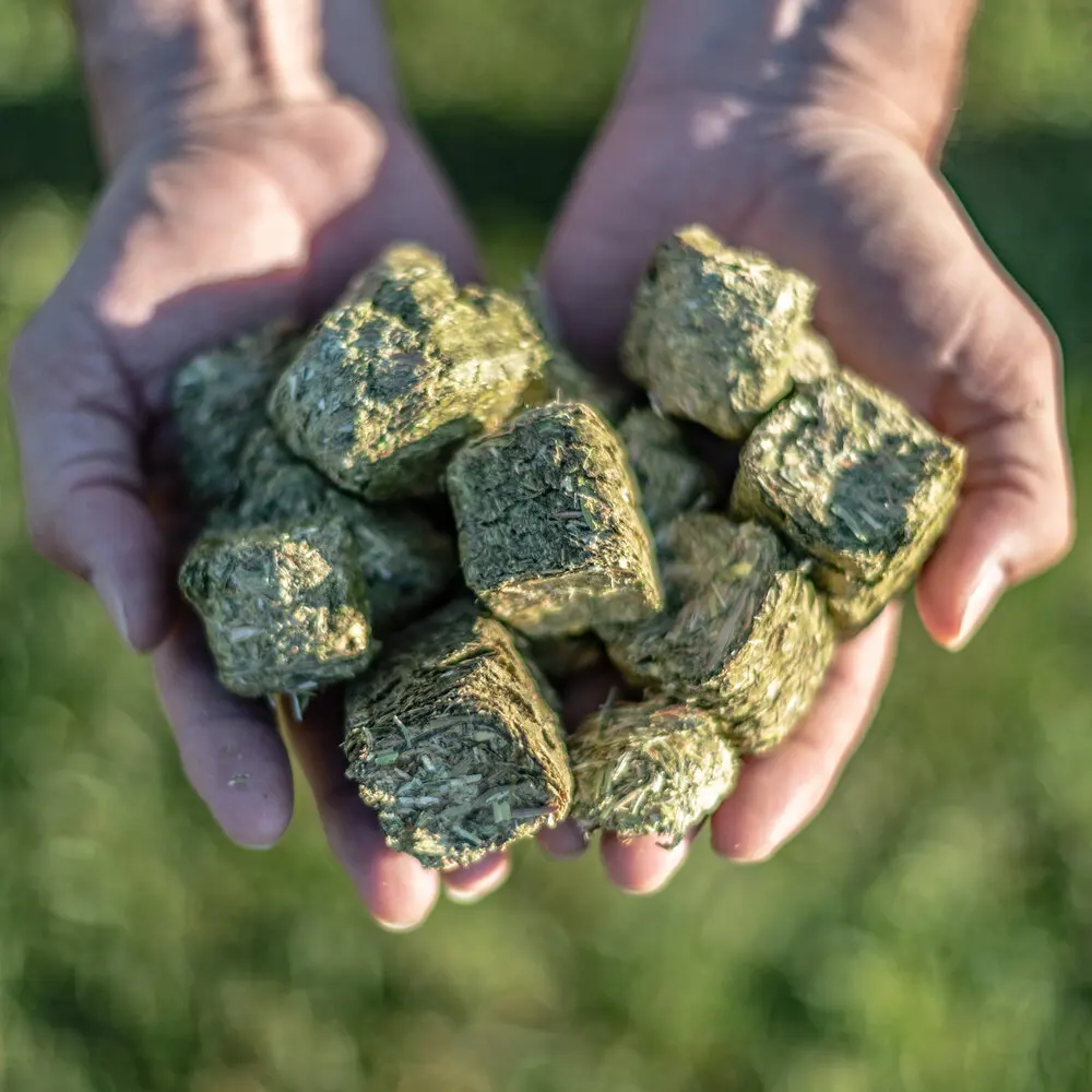 Premium Alfalfa Hay - Bundles Of Hay For Sale Bulk Premium Organic Wholesale Alfalfa Timothy Hay