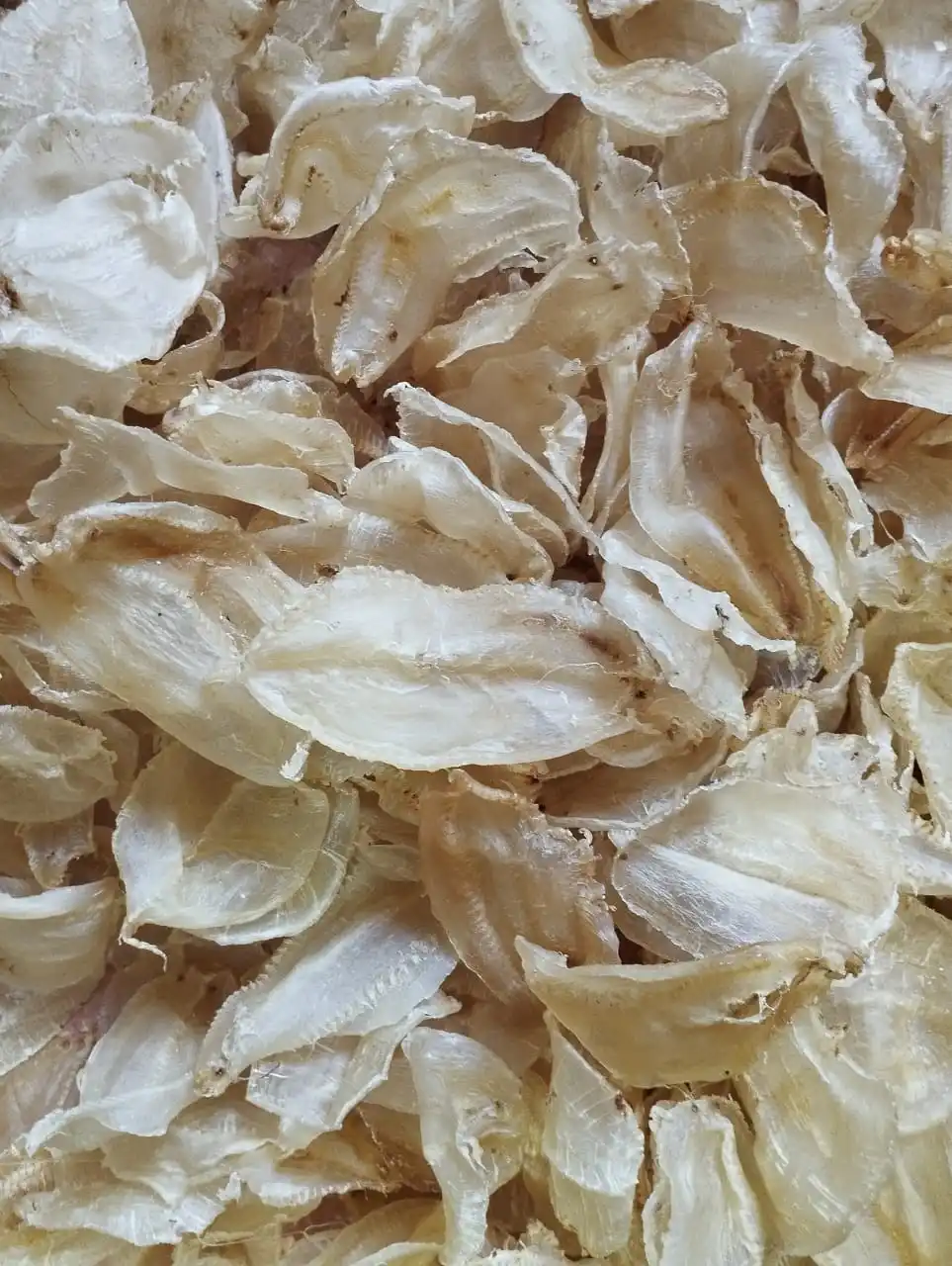 yellow fish maw Jew Fish Maw Datina fish maw soup tonic Factory wholesale Suriname Seafood Dried Goods from Bangladesh sea