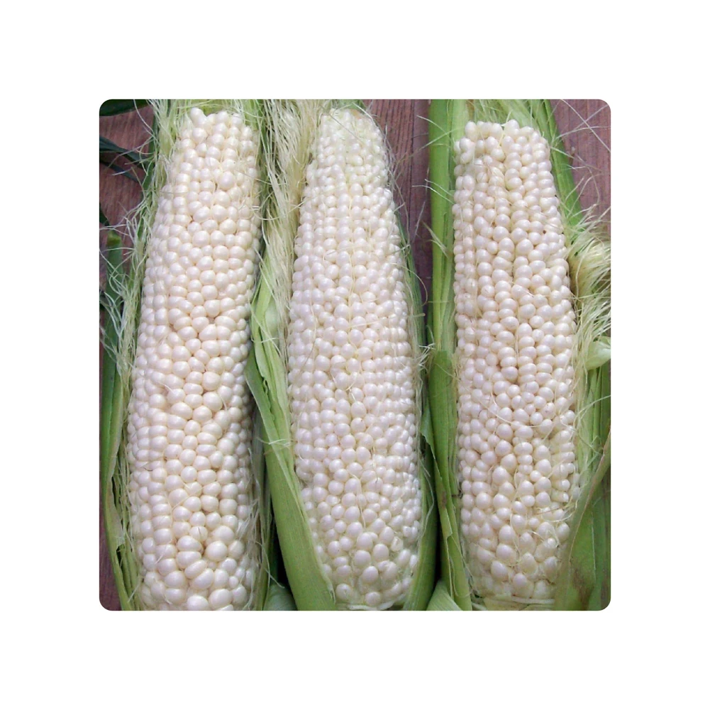 Selected feed corn an excellent food supplement for birds and animals raised for fattening, corn animal feed